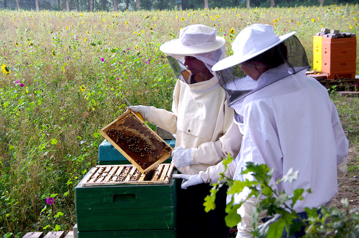 Imkern Lernen Die Bienenhuter E V