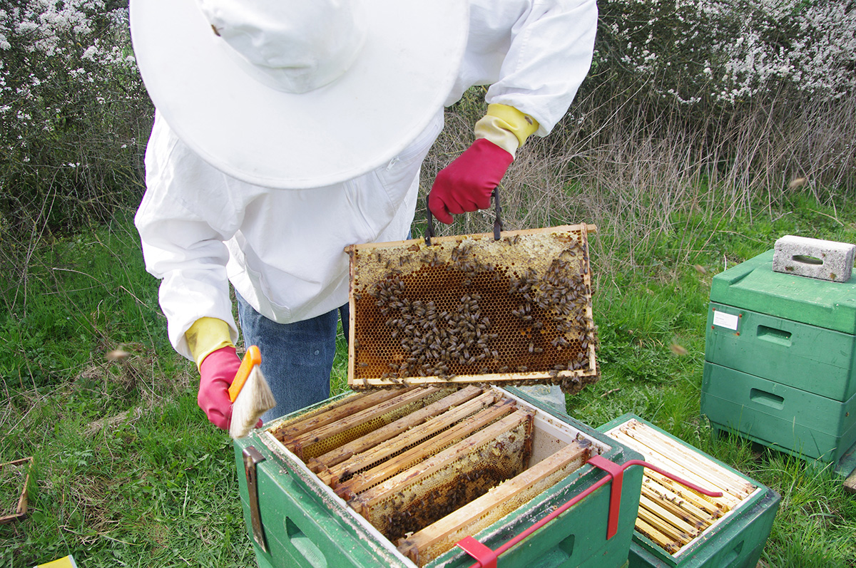 Imkern Lernen Die Bienenhuter E V