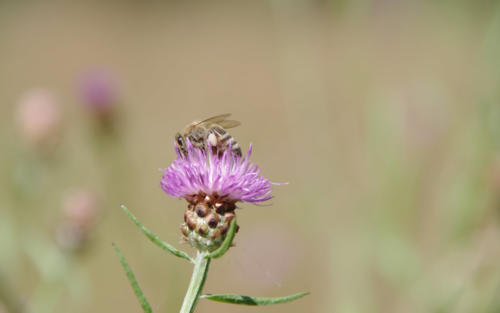 bienen-schuetzen-03