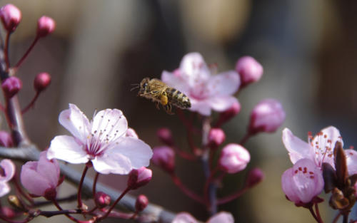 bienen-schuetzen-05